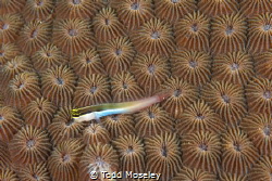 Fish moving all over the place in front of coral by Todd Moseley 